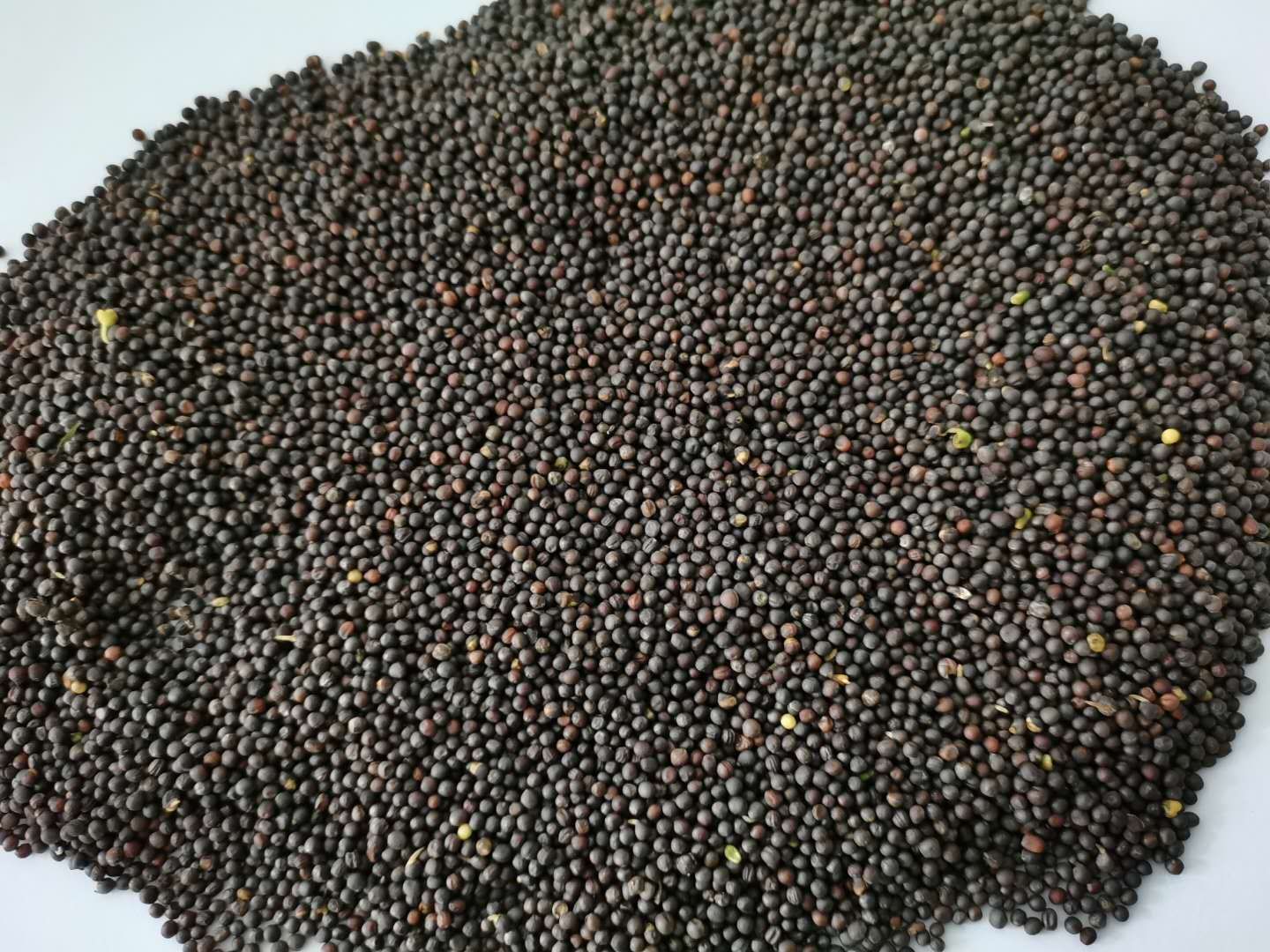 油菜籽