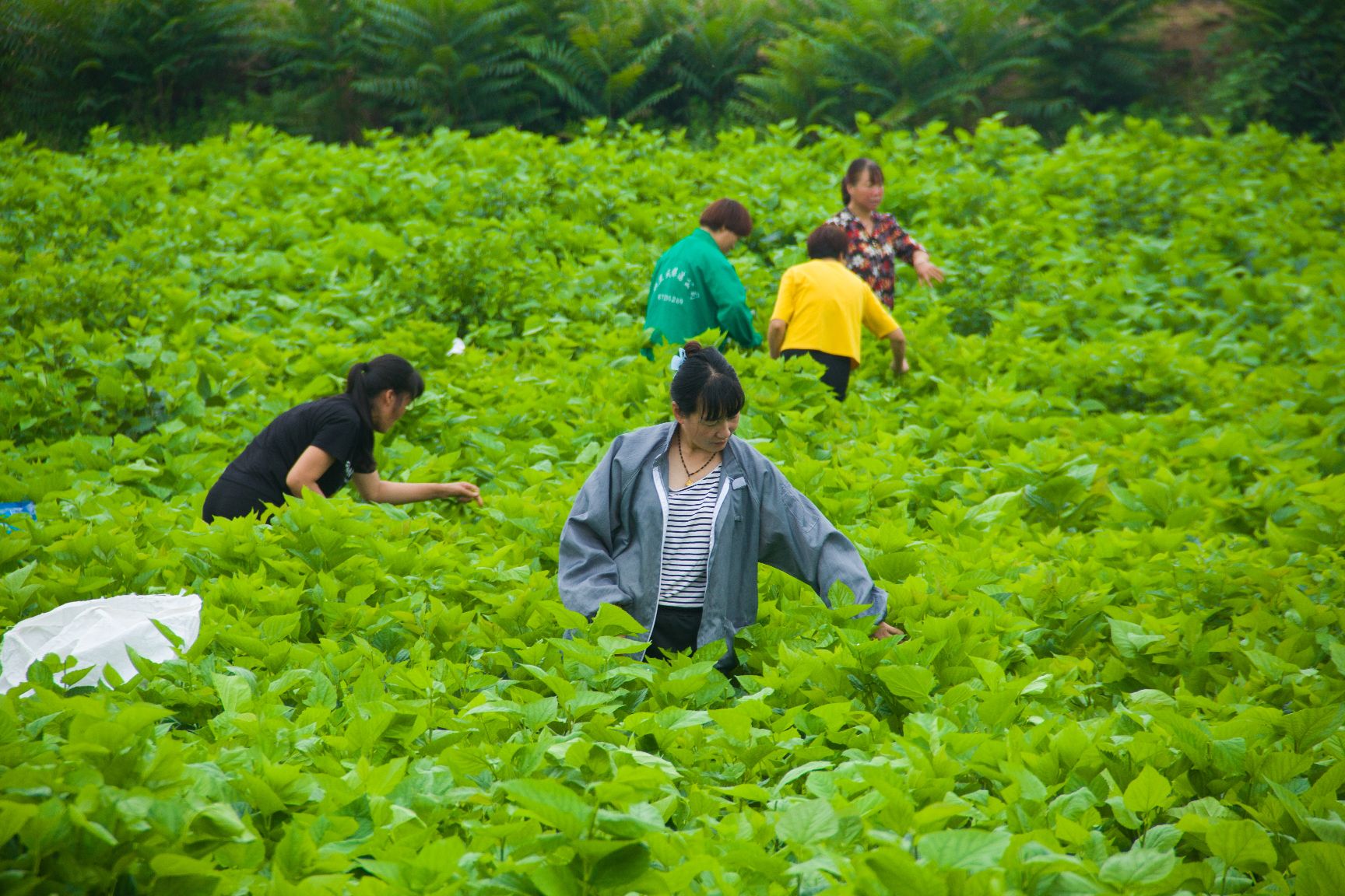 杨树枝 桑树枝