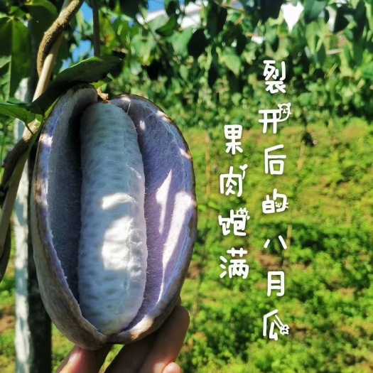 巴东县湖北恩施野生八月瓜