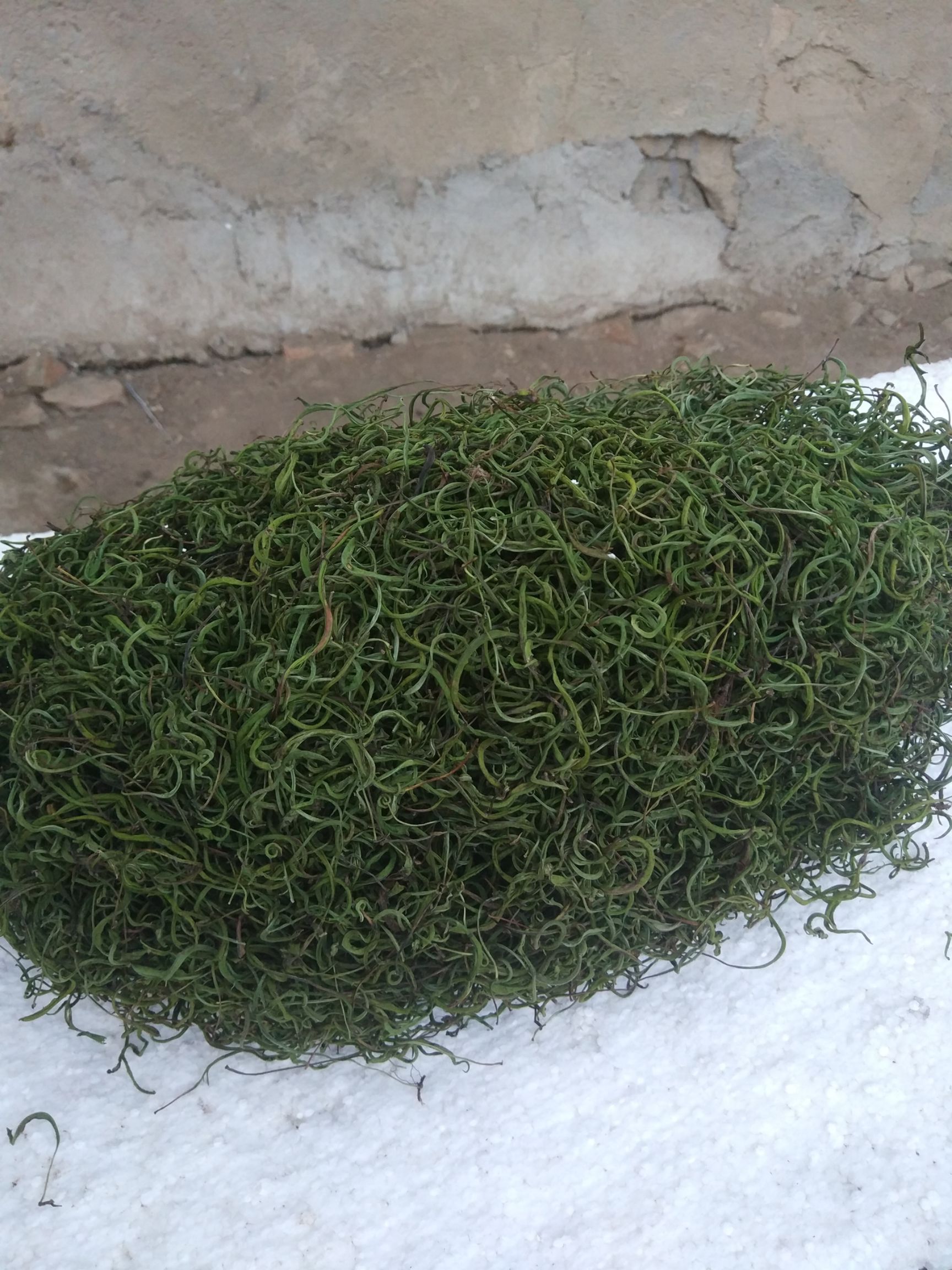 绿茶.长白山石韦茶