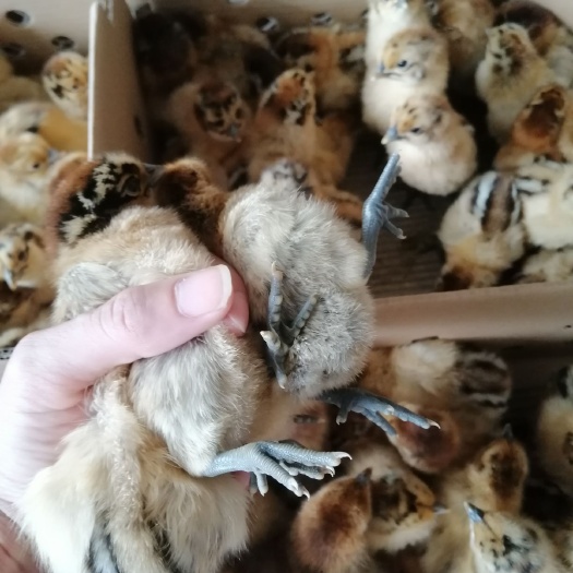 南宁快大型麻羽乌鸡苗  快大型乌鸡苗