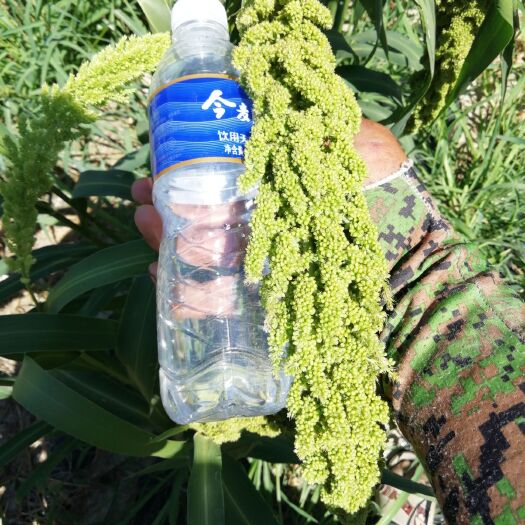翁牛特旗黄小米 寻谷子小黄米深加工合作，我有基地寻批发商合作共赢