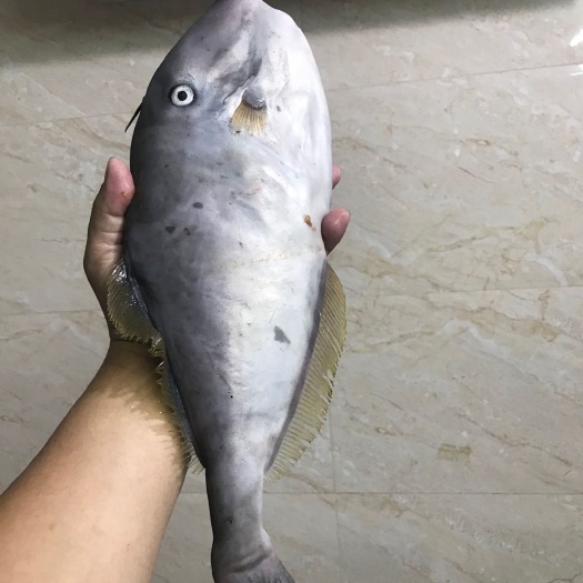 阳江活冻耗儿鱼，马面鱼，扒皮鱼。。新鲜活冻。。要活的也可以