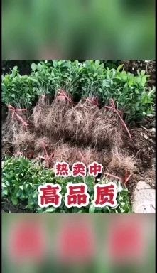 沭阳县冬青卫矛  卫矛床苗