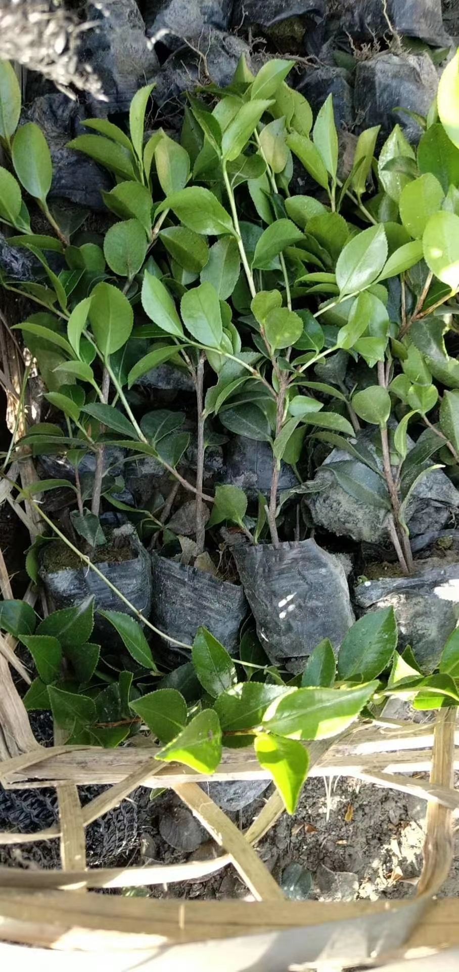 茶梅 20~30cm 
