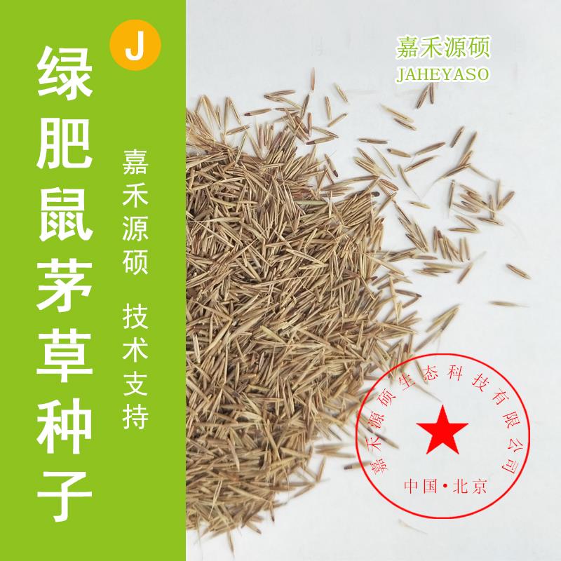 鼠茅草种子  果园生草| 绿肥鼠茅草| 改善生态提升水果品质