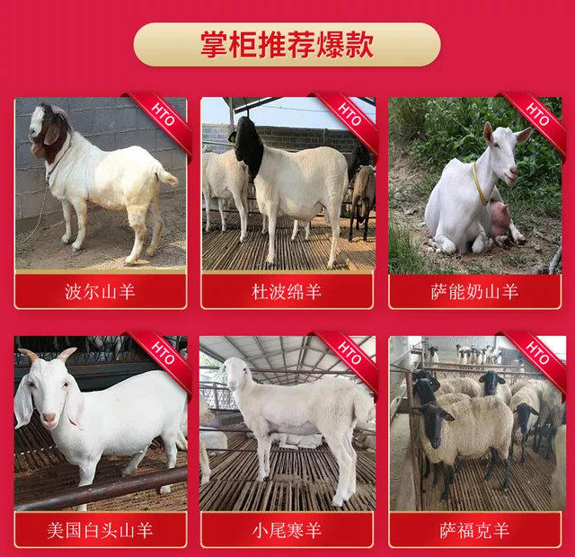 波尔山羊  努比亚