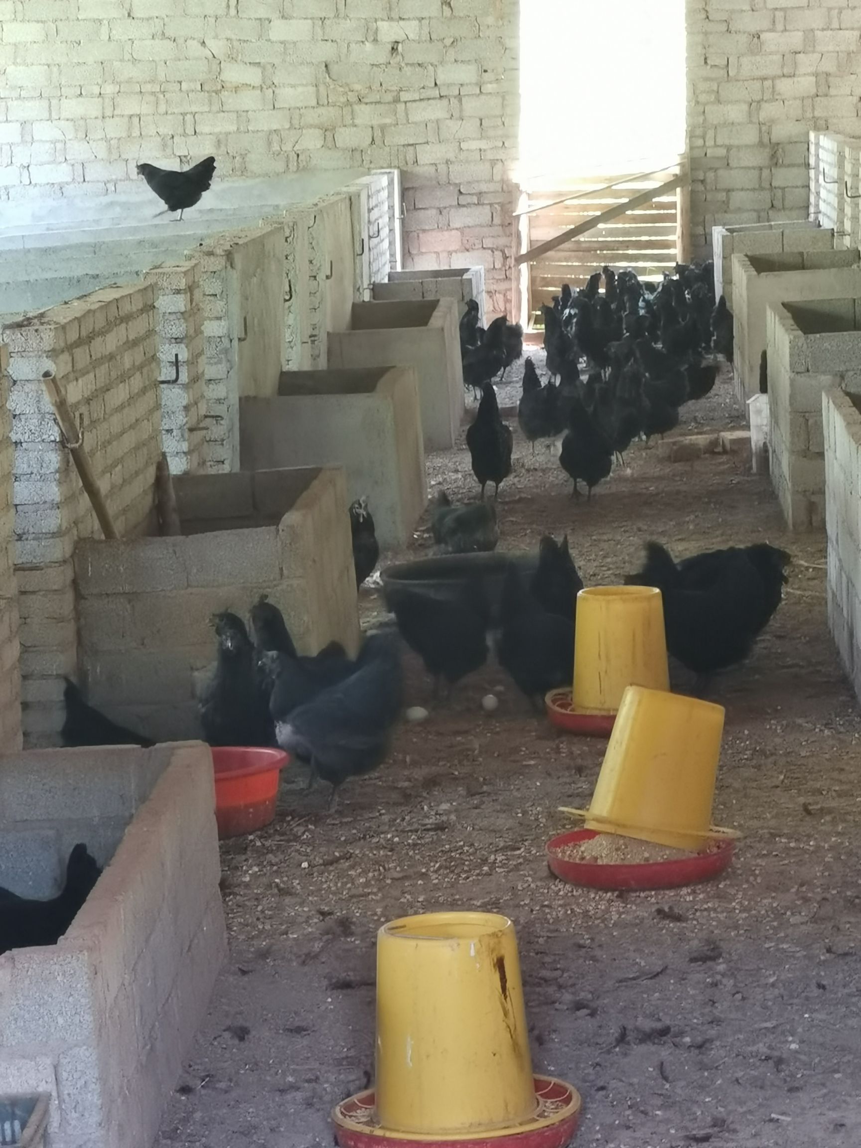 散养一年五黑鸡母鸡绿壳蛋鸡