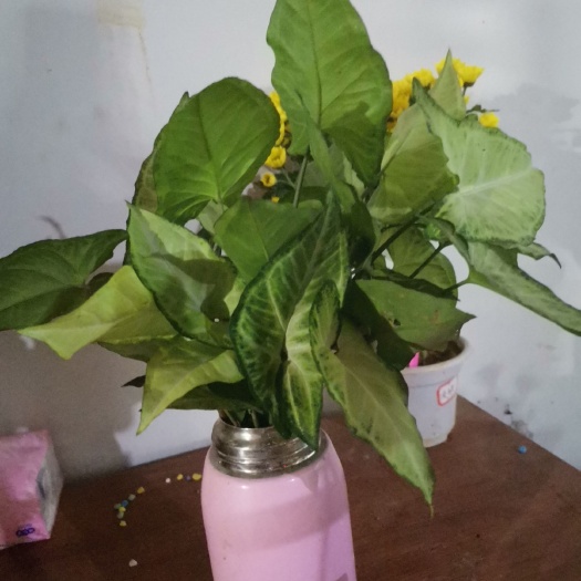 漳州绿精灵合果芋盆栽 合果芋种苗植物盆栽室内外绿植绿化苗好养