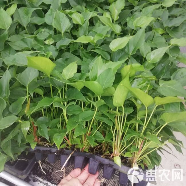 粉掌盆栽  粉掌组培穴盘苗批发 基地直销 质优价廉