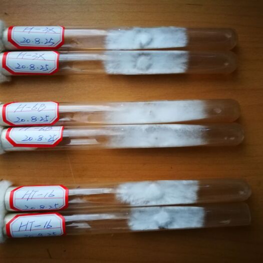 昆明鸡枞菌菌种  供应白参菌母种及工厂化生产菌株 提供技术支持