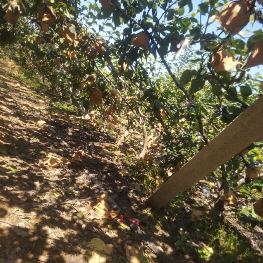平度市 秋月梨脆甜大量上市