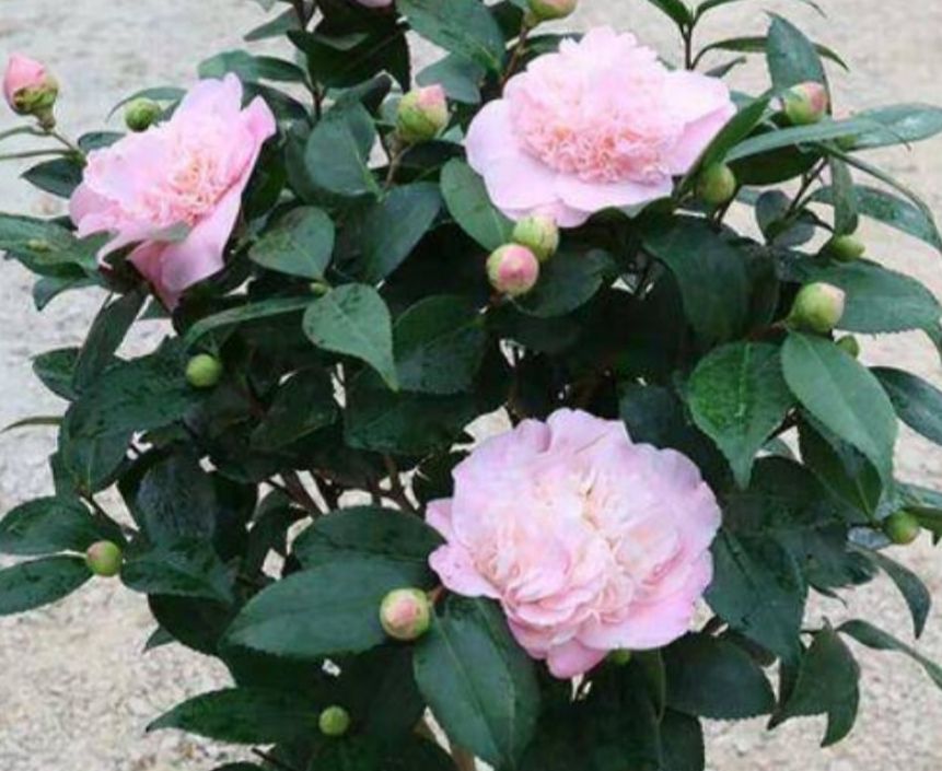 山茶花 140cm以上 