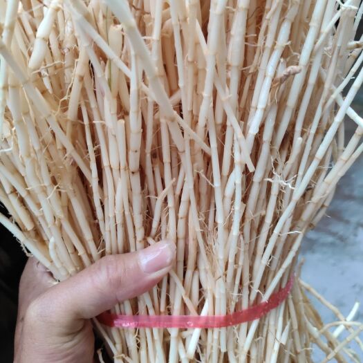 佛山长期出售生鲜白茅根、茅草根，煲甘蔗水、凉茶等饮品