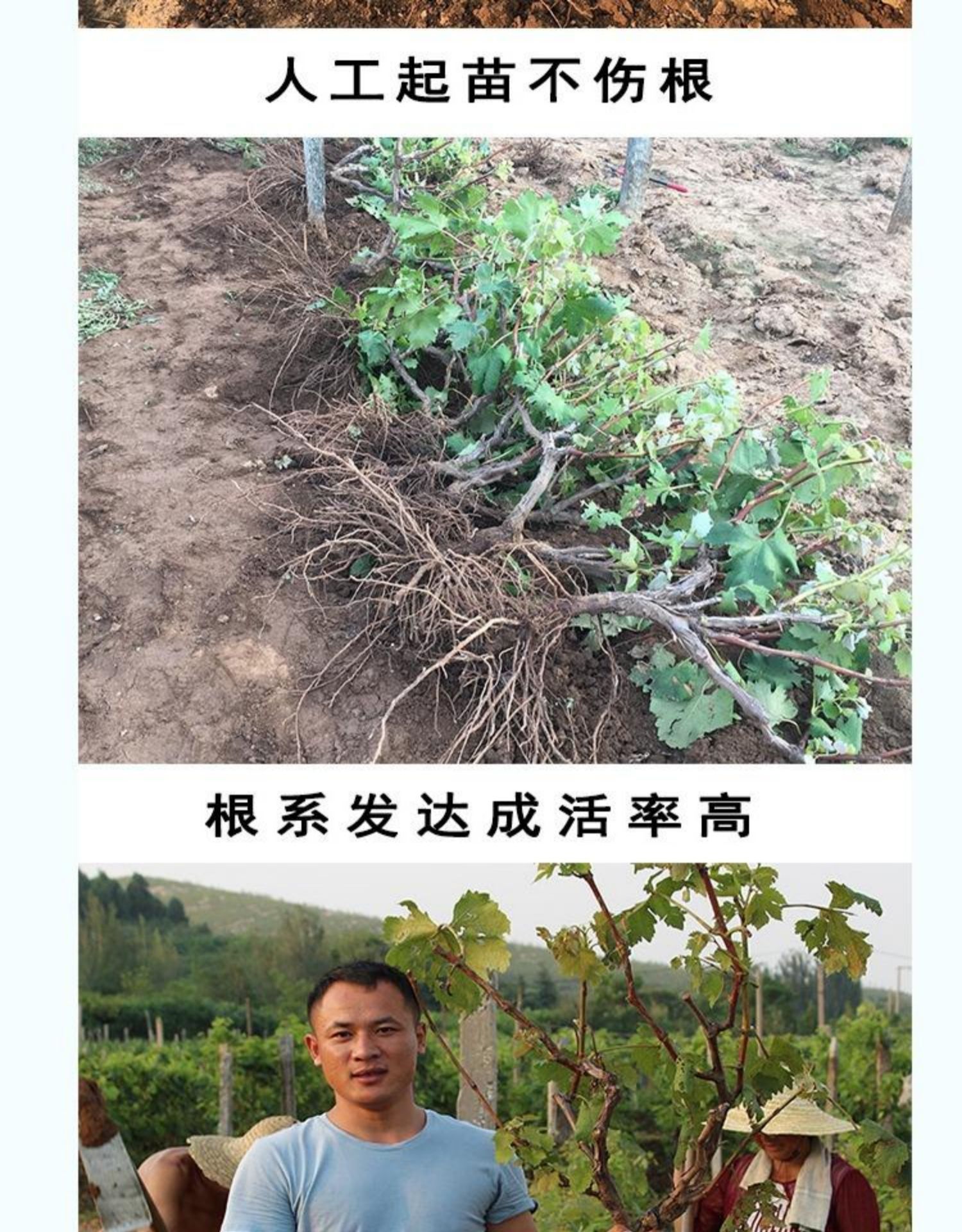 葡萄盆栽 葡萄树苗巨峰葡萄苗地栽盆栽庭院南北方种植