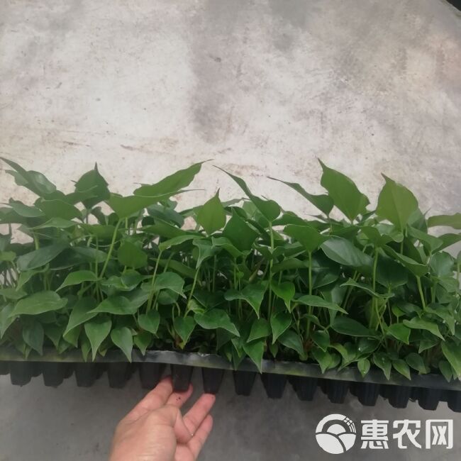 粉掌盆栽  粉掌组培穴盘苗批发 基地直销 质优价廉