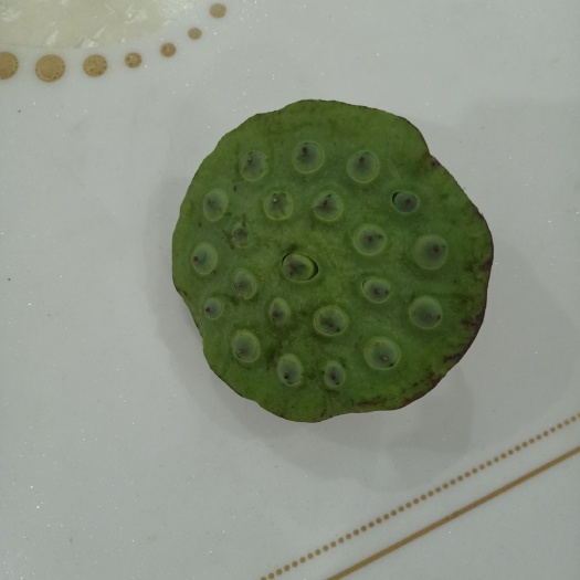 团风县 优质铁莲子，现货现发