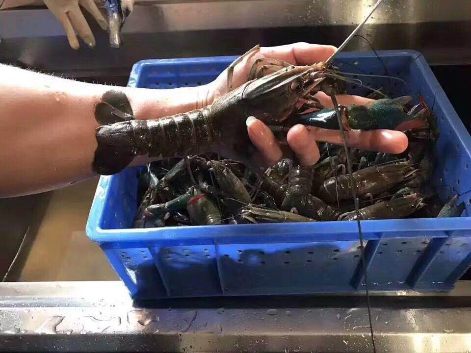 澳洲淡水龙虾 澳龙蓝龙广东发货虾场批发零售