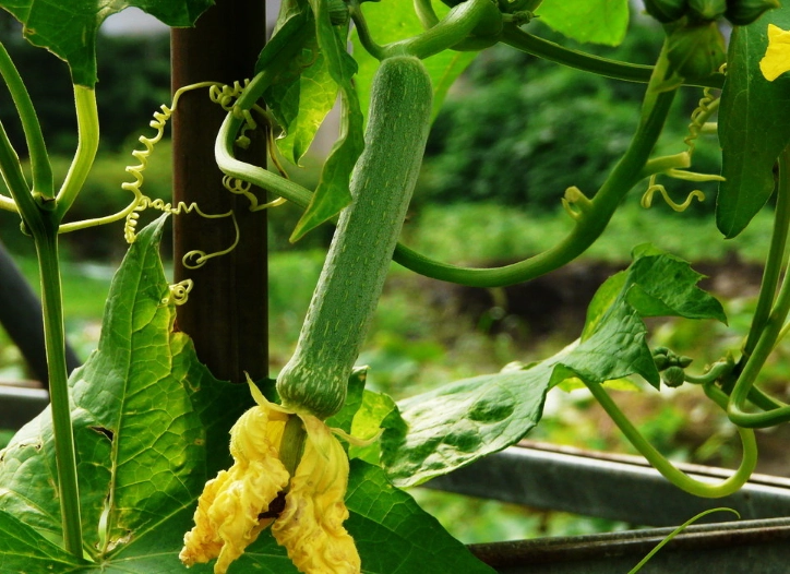 鲜花丝瓜 50~70cm