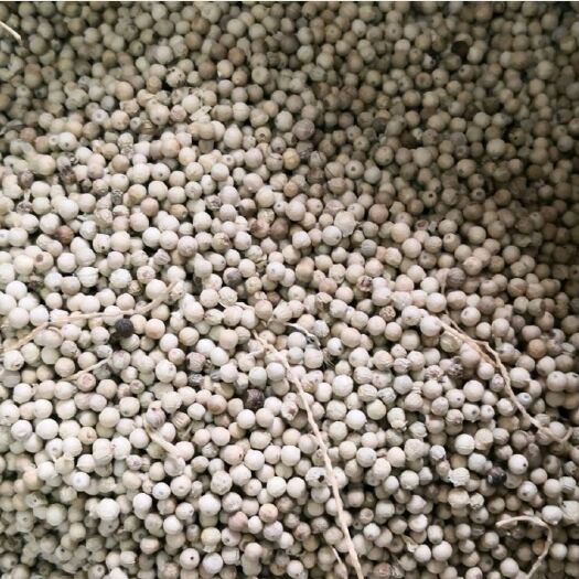 万宁市海南万宁和乐六连岭白胡椒，辣味足，质量上品
