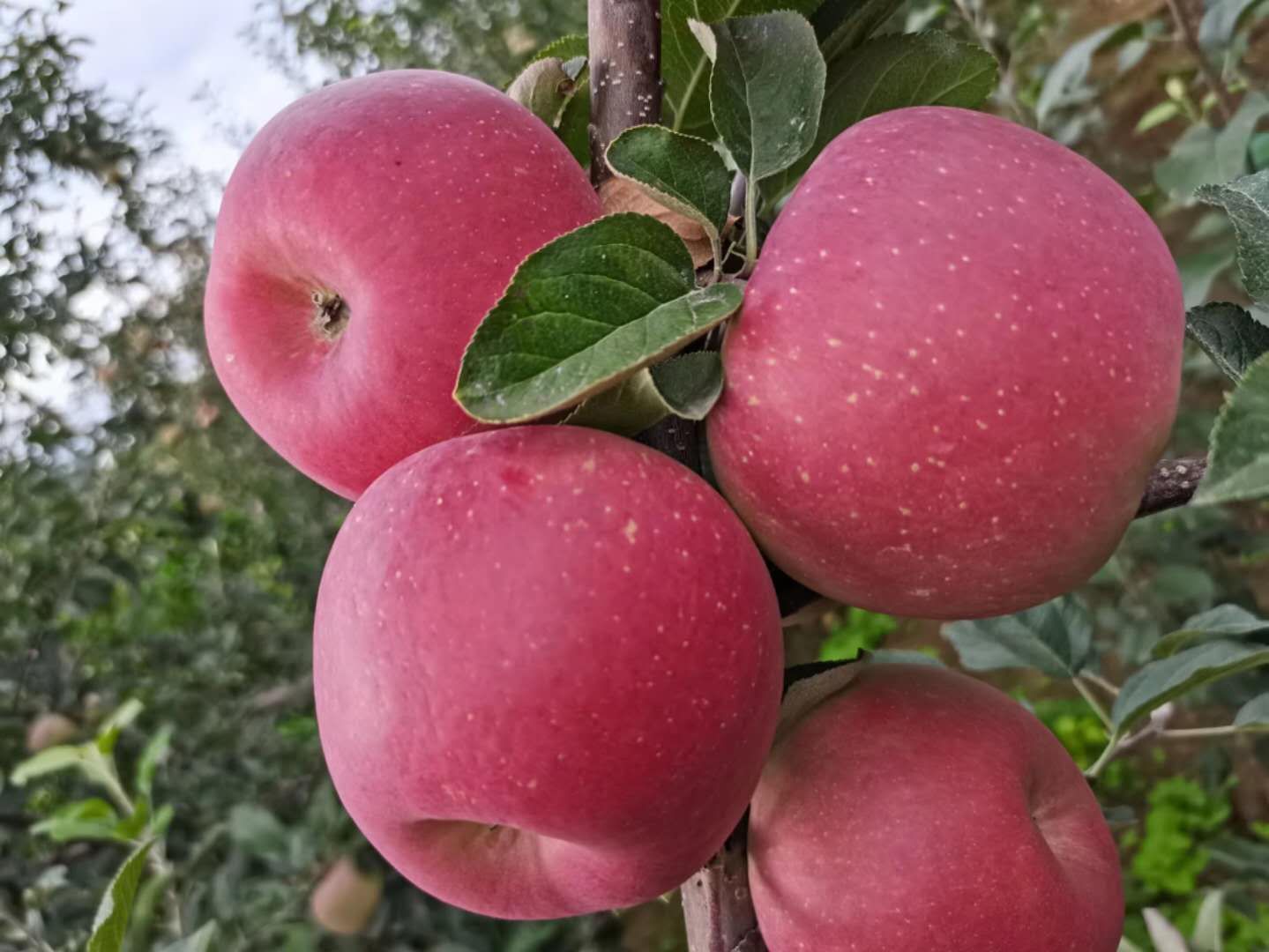 丑苹果  昭通甜心苹果