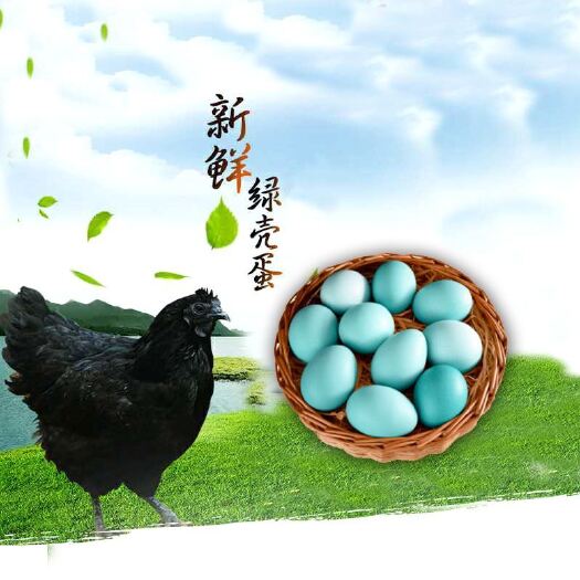 南宁批发五黑鸡苗、快大乌鸡苗、绿壳蛋鸡苗，包邮包疫苗 质量保证