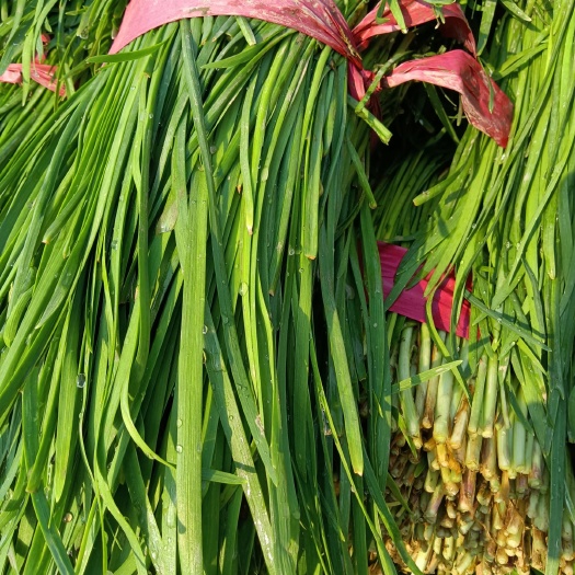 聊城大叶韭菜  韭菜大量上市满足各地市场需求