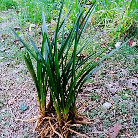 随县春兰盆栽地栽下坡老品种易成活兰花草绿植花卉庭院阳台盆景兰花苗