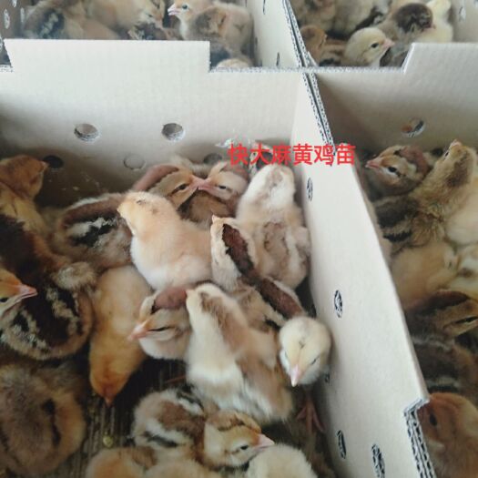 南宁快大麻鸡 快麻鸡苗 好养殖易管理 食量小 成品肉质鲜美 欢迎选购