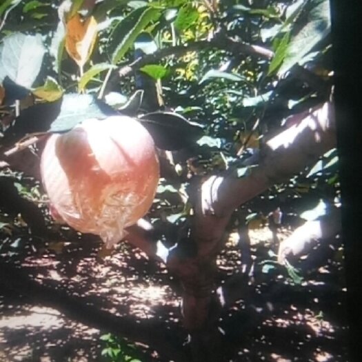巨鹿县 中秋王苹果