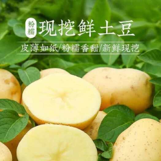 定边县马铃薯供应黄心/V7土豆/希森6号V8品种全产地24小时直供