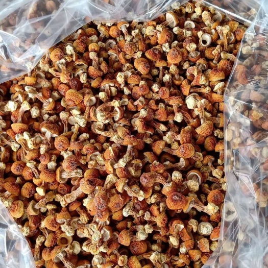 产地直供，专业种植，中小菇金黄色姬松茸
