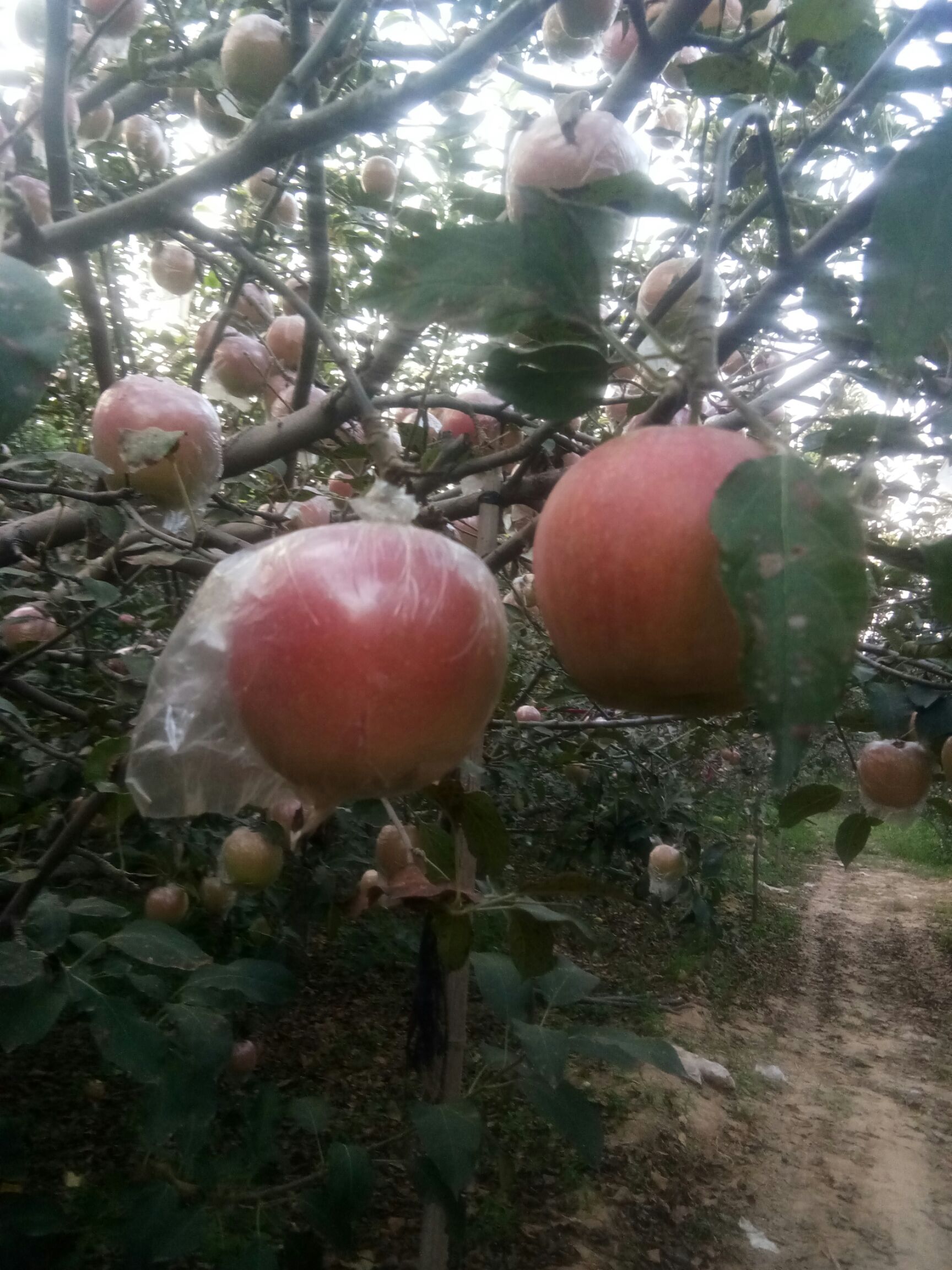  中秋王苹果