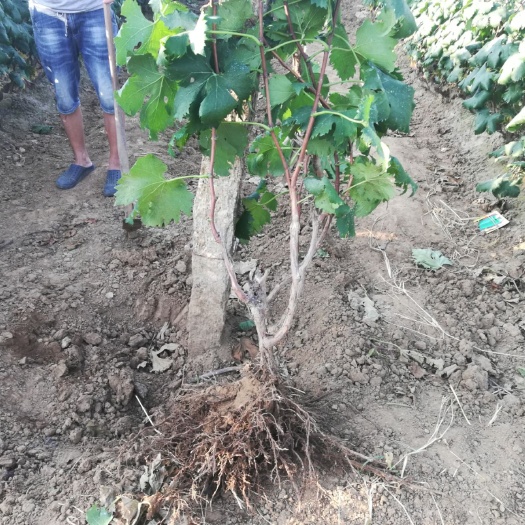 平邑县葡萄盆栽 葡萄树苗巨峰葡萄苗地栽盆栽庭院南北方种植