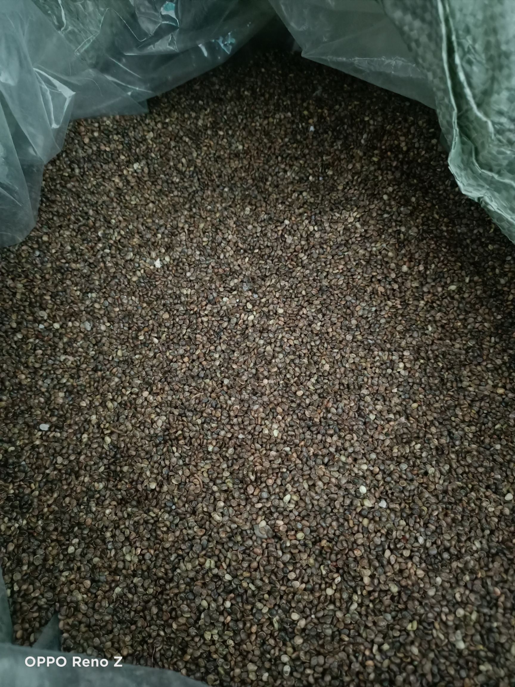 2斤包邮水洗新货石参根干货，鲜货，石参种子，大量上市