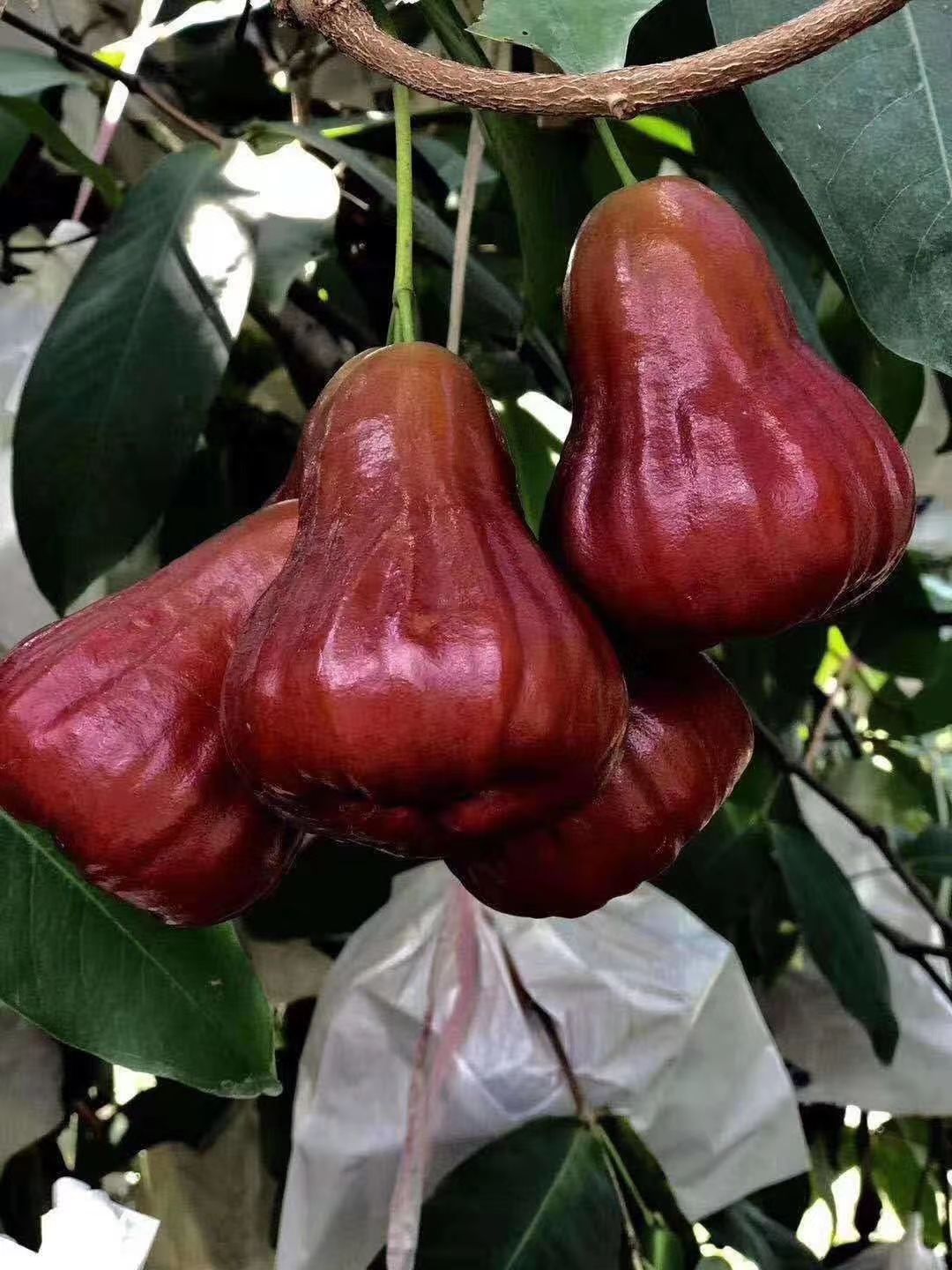 青绿色种莲雾苗 