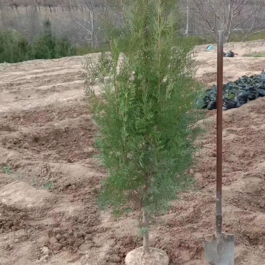 泰安侧柏杯苗 
龙柏苗 雨季荒山绿化侧柏苗