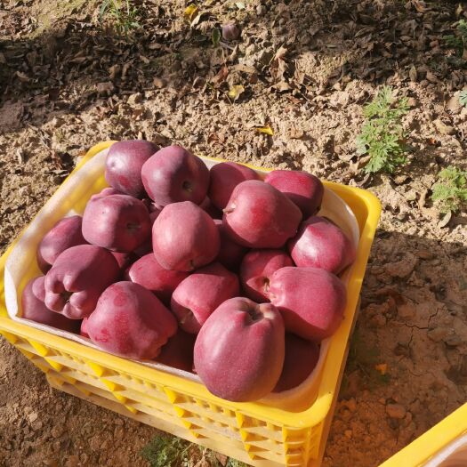 甘谷县花牛苹果 花牛就是好苹果