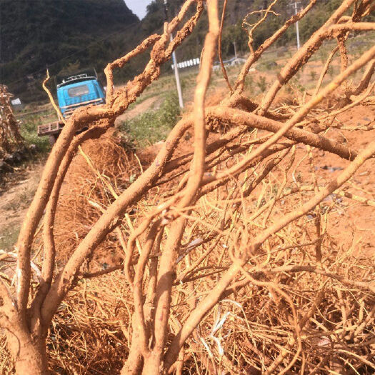 普宁市五指毛桃，天然