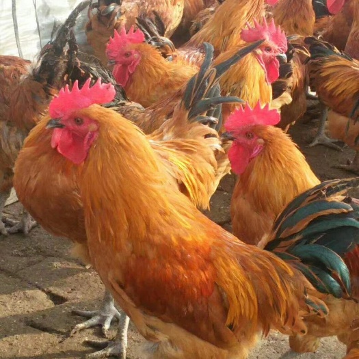 莘县专业孵化五黑鸡苗 快大黑乌鸡苗 青脚麻鸡苗 赤水黑土鸡苗