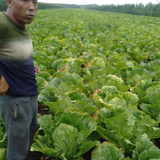  东北大白菜价格便宜了