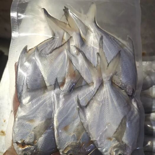 徐闻县白鲳鱼 小白鲳[机智][机智]，海鲜批发，天然海鲜