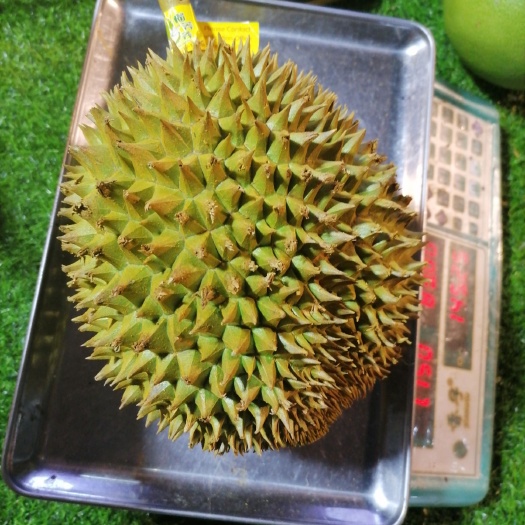 景洪市泰国榴莲 泰国托曼尼D186