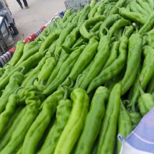 新乐市奥地利青椒 万亩大棚供应