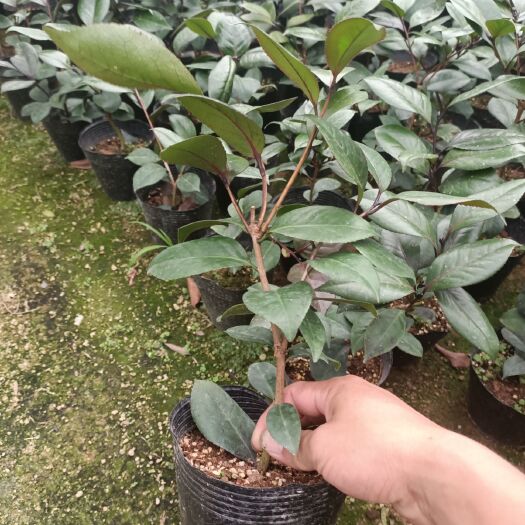 漳平市安娜贝拉 贝拉茶花