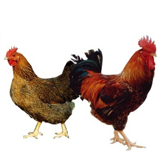南宁批发良凤花鸡苗、快大型肉鸡苗，包运输成活 包邮 包疫苗