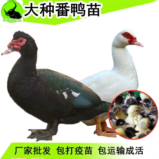 南宁黑番鸭苗，场地直供 包打疫苗 运输保活 提供养殖技术 包邮