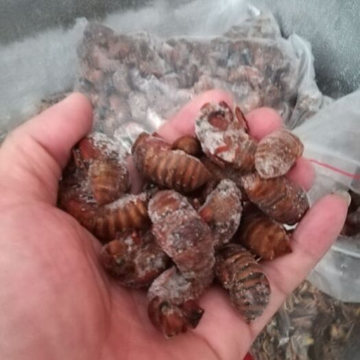 柳州金蝉