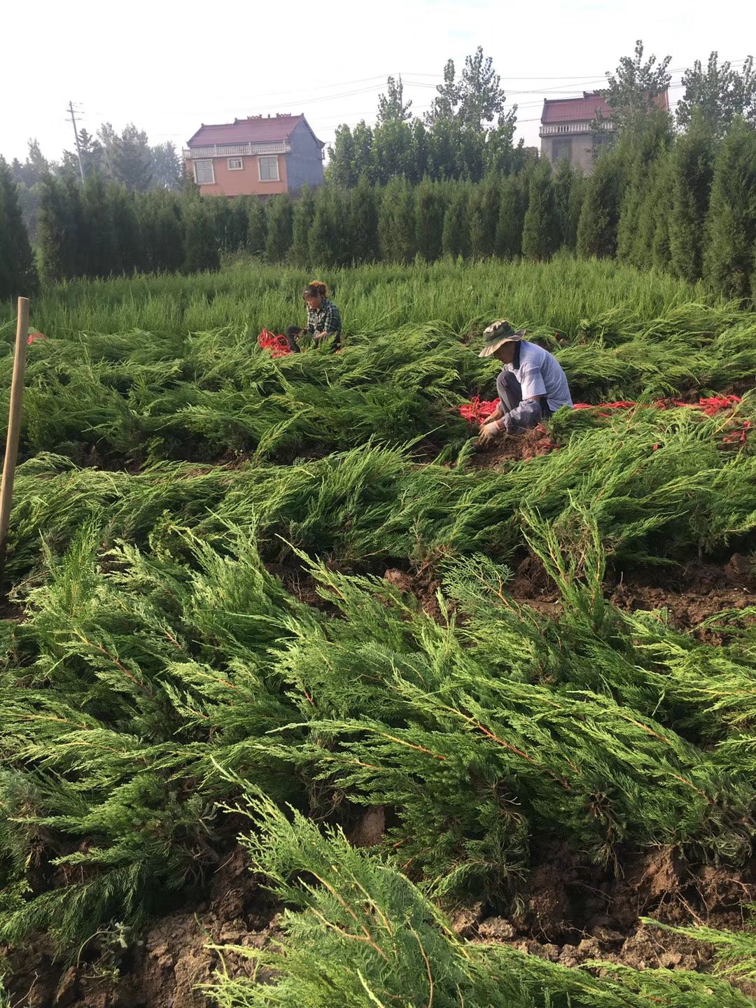 小龙柏 龙柏小苗 龙柏树苗 小龙柏 龙柏球 绿化庭院 乔灌木