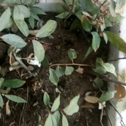 霍山县 纯甜羊奶果苗